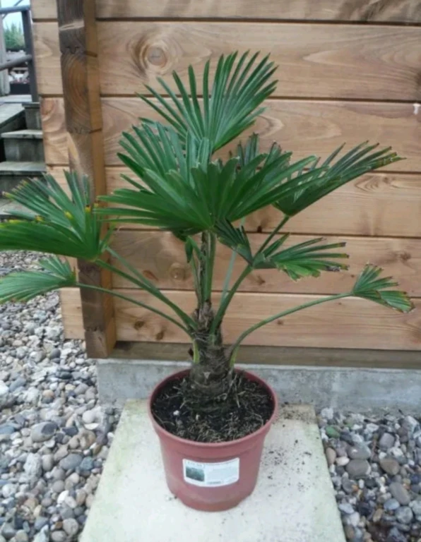 Сочинские саженецы трахикарпуса