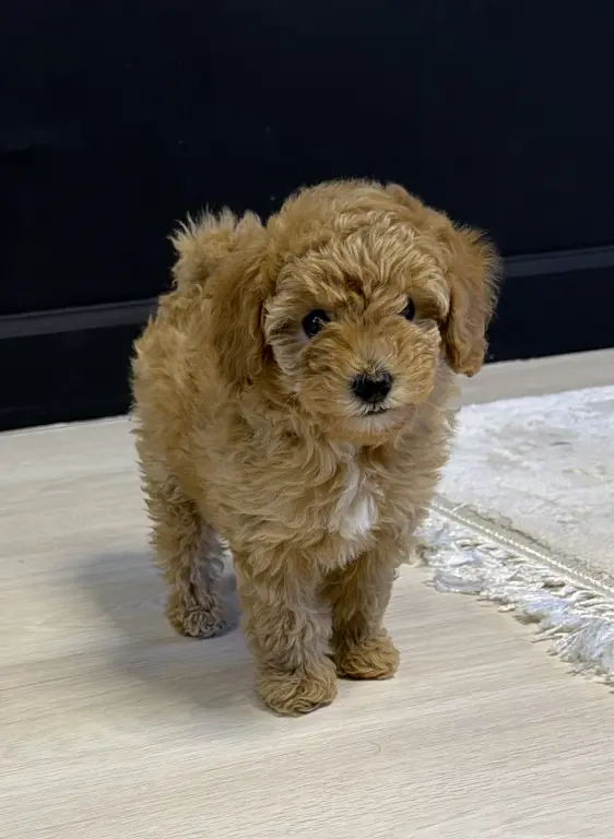 Щенок мальтипу девочка