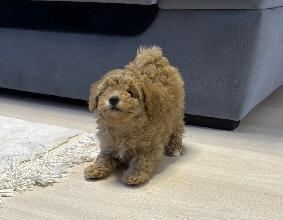 Щенок мальтипу девочка