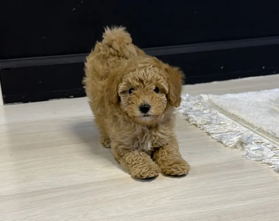 Щенок мальтипу девочка