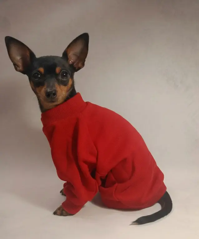 Свитшот для собаки